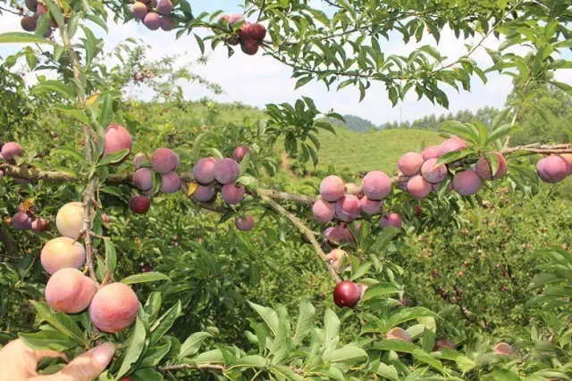徑南李果熟了，約起…… 