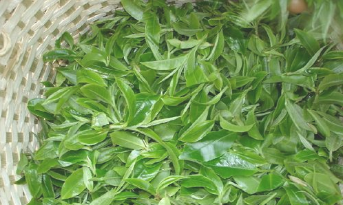 購買茶葉需要注意些什么？